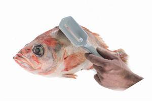 Fiskeskælfjerner ’ Scalex’